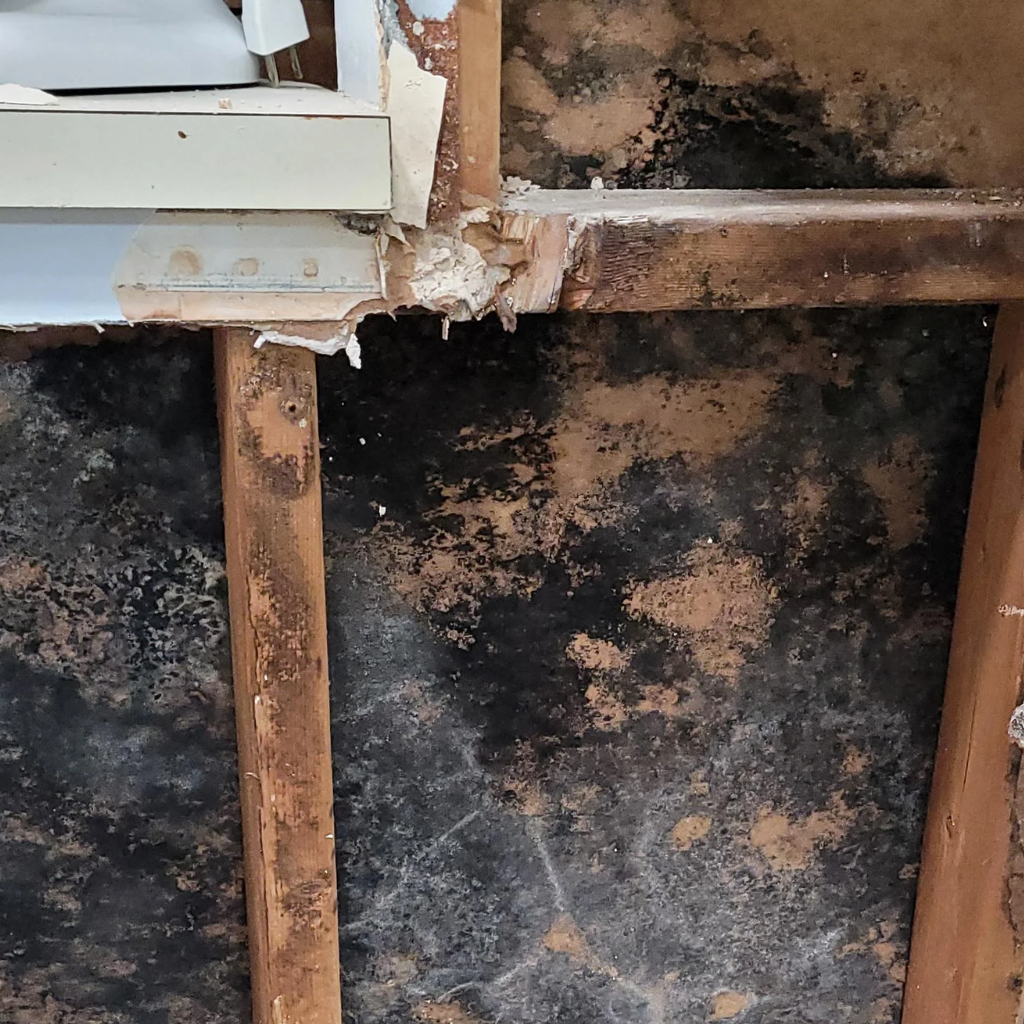 Black mold inspection