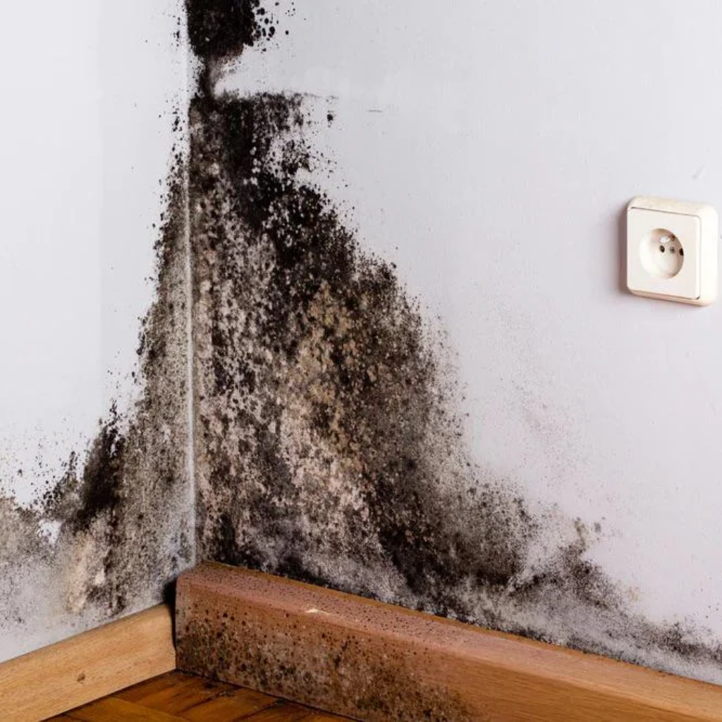 Black Mold Removal
