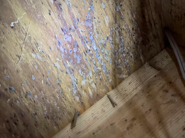 Crawl Space Mold Removal