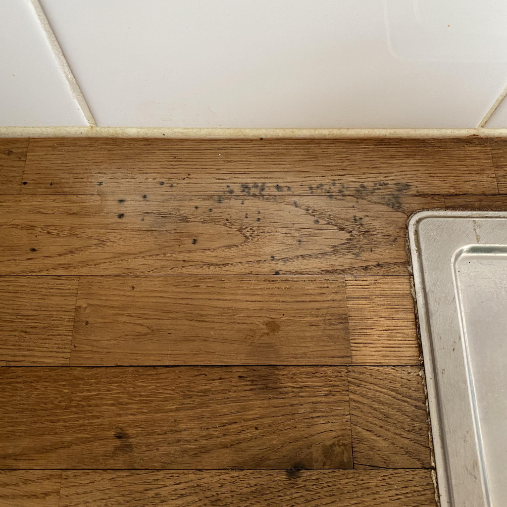 Kitchen Mold Removal