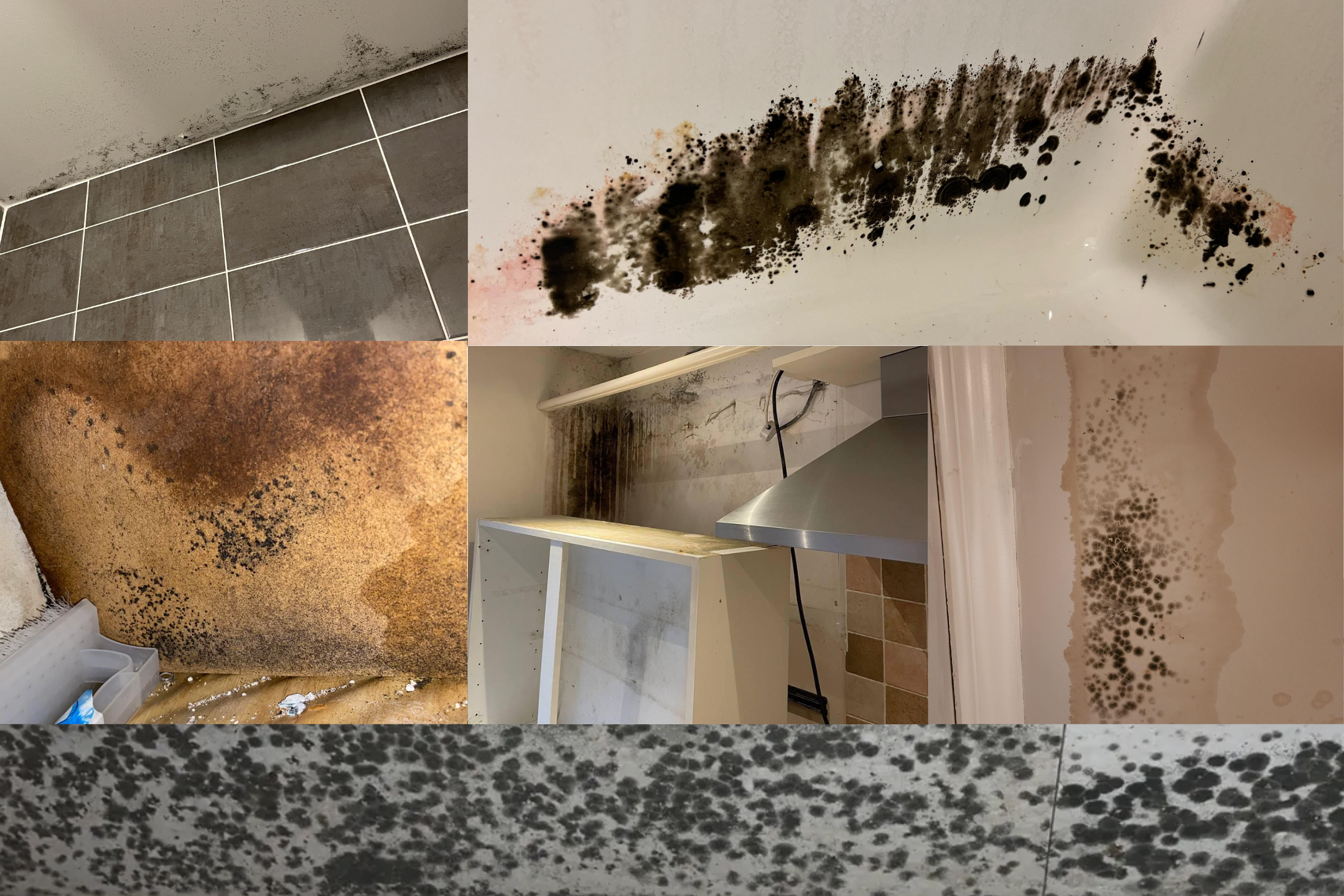 Black Mold On Insulation: Causes, Signs, Effects And Prevention