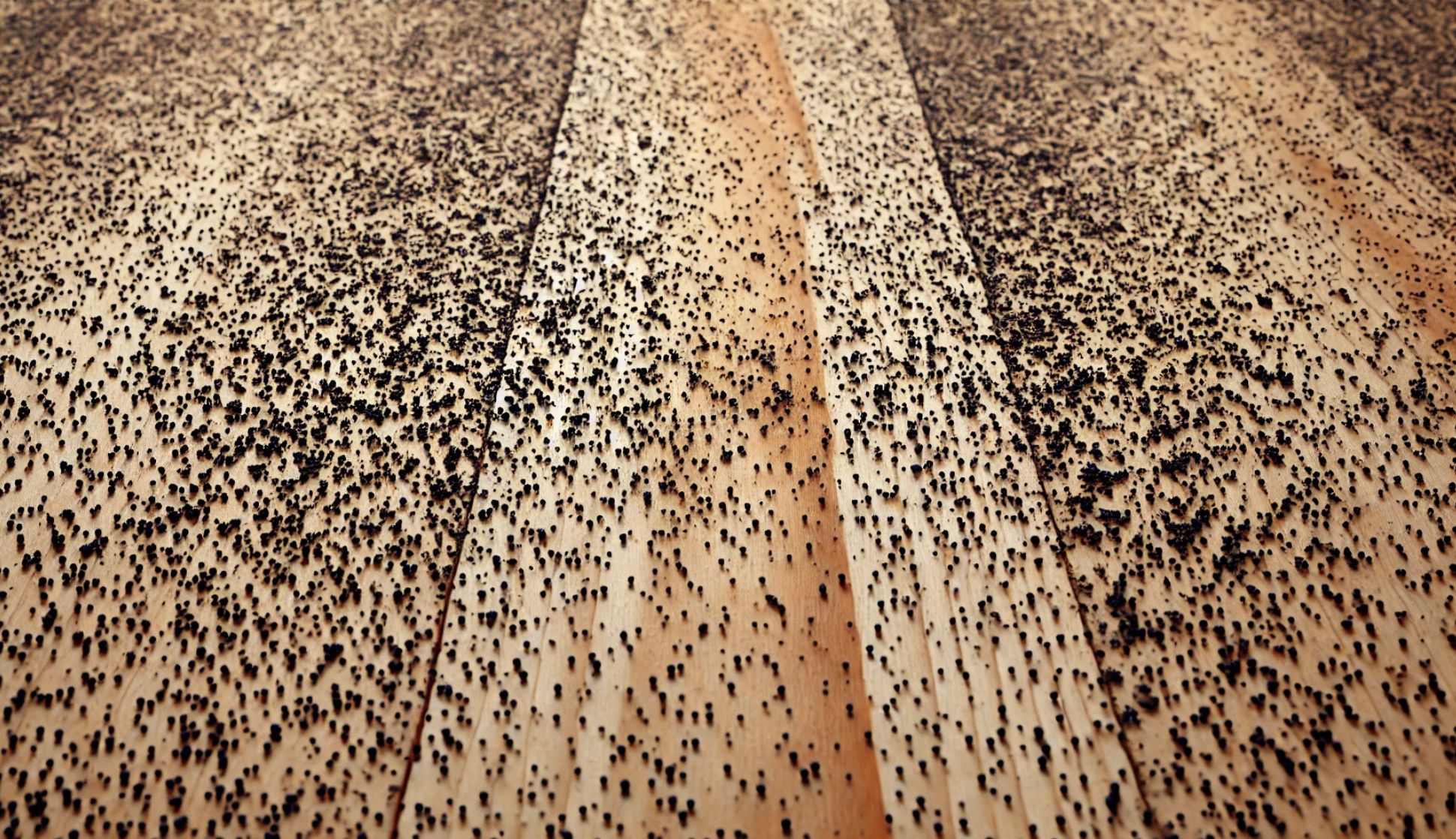  Black Speckles of mold on subfloor