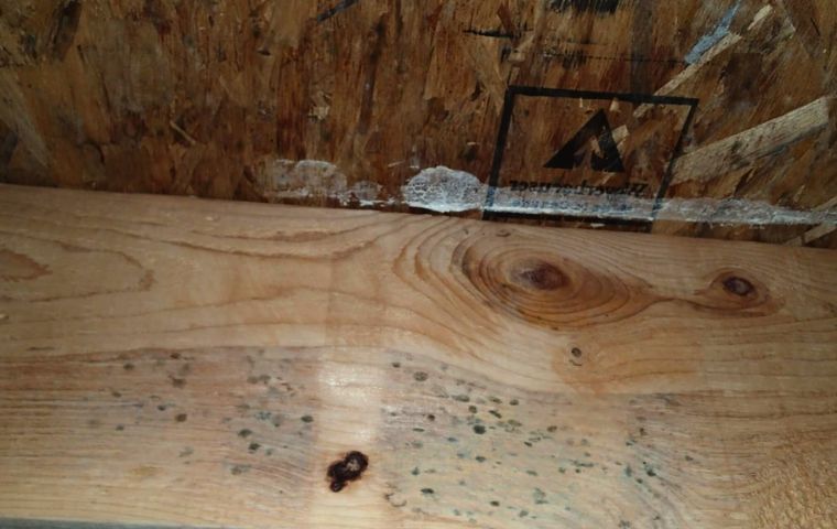 black dark pathces of mold on floor joists
